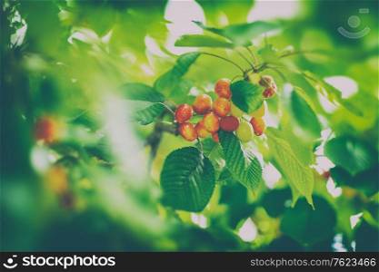 Bunch of tasty sweet cherries on the tree among fresh green foliage, abstract natural background, juicy fruits in summer season, healthy organic nutrition from the garden
