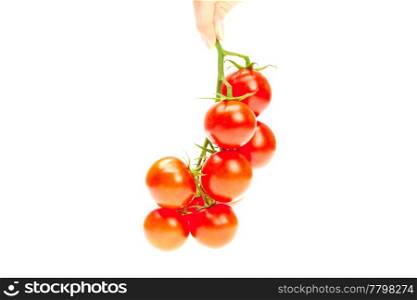 bunch of tomato in your hand man isolated on white
