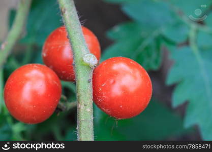 bunch of tomatoes on tree with green background