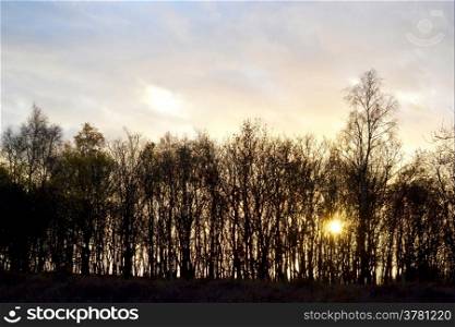 Bunch of trees in Rheden, De Posbank, Netherlands.