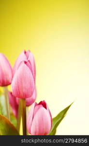 Bunch of tulip flowers on the table