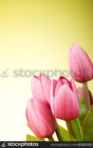 Bunch of tulip flowers on the table