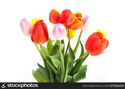 Bunch of tulips isolated on a white background