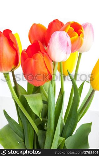 Bunch of tulips isolated on a white background