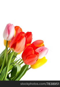 Bunch of tulips isolated on a white background