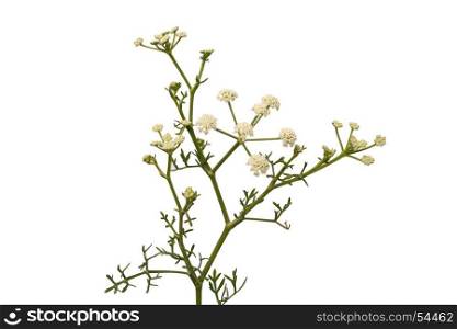 Bunch of twigs with white small flowers isolated on white background
