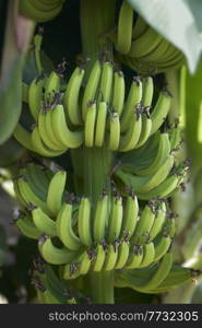 Bunch of Unripe green bananas growing on tree on a plantation in Cyprus