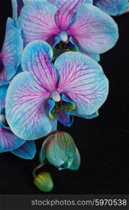 Bunch of violet orchids . Bunch of blue orchids close up on black background