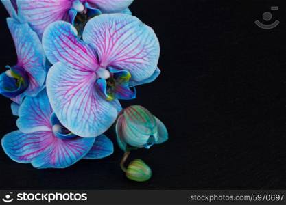Bunch of violet orchids . Bunch of blue orchids on black background