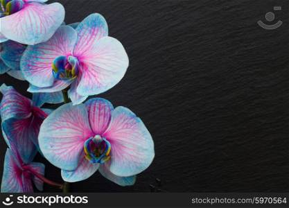 Bunch of violet orchids . Bunch of blue orchids on black background with copy space