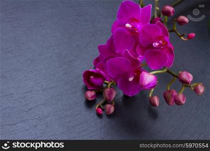 Bunch of violet orchids . Bunch of violet orchids on black background