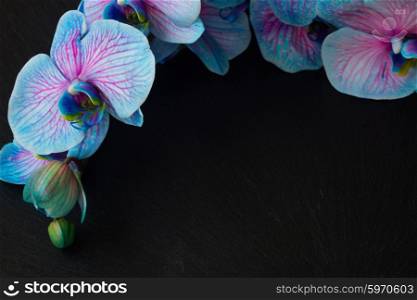 Bunch of violet orchids . Frame of blue orchids on black background