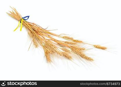 bunch of wheat ears on a white background