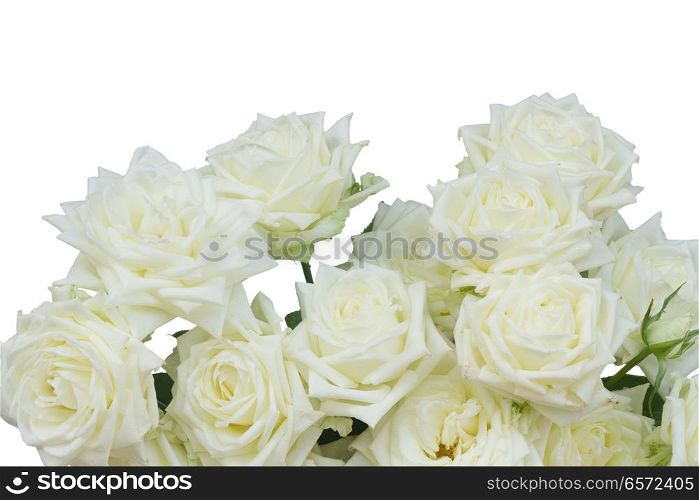 Bunch of white blooming fresh rose flowers border isolated on white background. White blooming roses