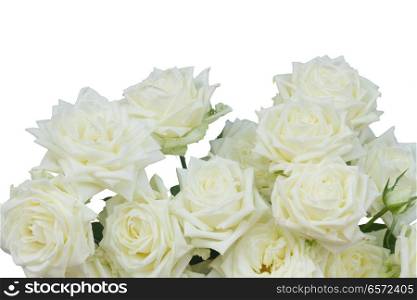 Bunch of white blooming fresh rose flowers border isolated on white background. White blooming roses
