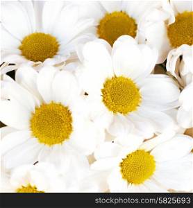 Bunch of white daisies- nature spring sunny background
