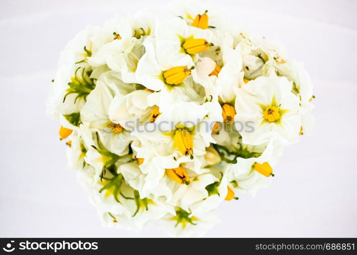 Bunch of white flowers of potatoes. Floristry in garden.