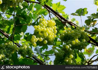 Bunch of white grapes. Bunch of grapes on a background of the sunny sky.