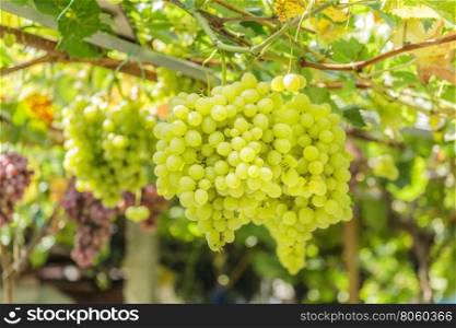 Bunch of white grapes. Bunch of grapes on a background of the sunny sky.