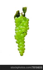Bunch of white grapes, isolated on a white background, vertical view closeup.