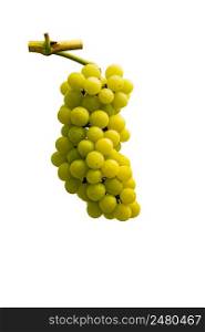 Bunch of white grapes with branch in summer season isolated on white background with clipping path.