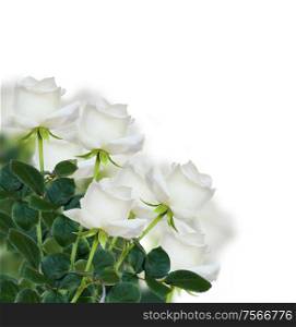 bunch of white rose isolated on white background. white roses