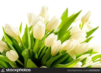 Bunch of white tulips spring flowers on white background
