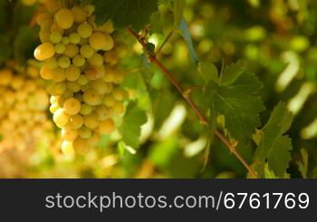 bunch of White wine grape Italy on a background of blue sky. Ukraine, Crimea, Inkerman