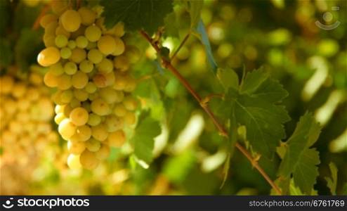 bunch of White wine grape Italy on a background of blue sky. Ukraine, Crimea, Inkerman