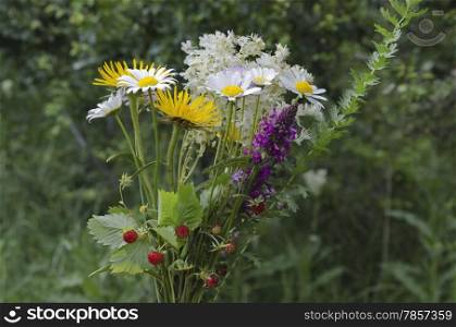Bunch of wildflowers in blooms and wild strawberry fruits, Plana mountain, Bulgaria