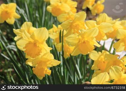 Bunch of yellow daffodils in a field