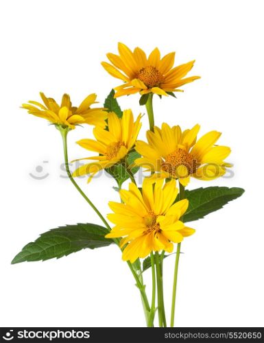 bunch of yellow daisy flowers on white background