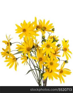 bunch of yellow daisy flowers on white background