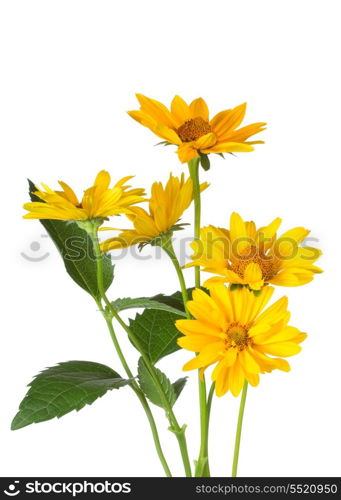 bunch of yellow daisy flowers on white background