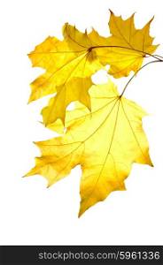 Bunch of yellow maple leaves isolated