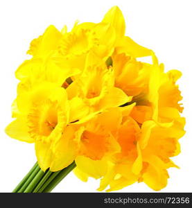 Bunch of yellow narcissuses isolated over the white background