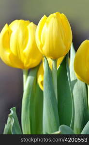 Bunch of yellow tulips close up shot