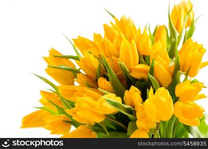 Bunch of yellow tulips spring flowers isolated on white