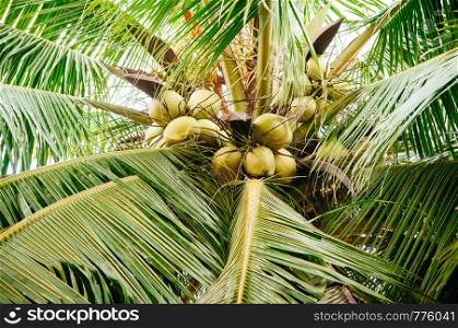 Bunch of young coconuts fruit on tropical cononut tree with green leaves