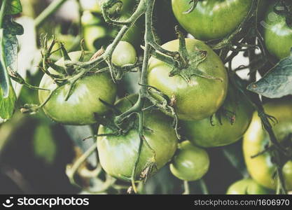 Bunch of young green tomatoes on branch in greenhouse on a farm. Growing vegetables for salad.