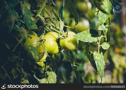 Bunch of young green tomatoes on branch in greenhouse on a farm. Growing vegetables for salad.