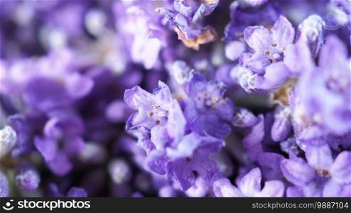 Bunch or bouquet of purple lavender flowers on a wood texture table. Group of lavandula from Furano province Hokkaido Sapporo Japan. Photo from above., aroma herbs concept