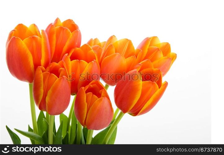Bunch orange and yellow tulips on a white background