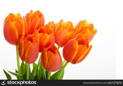 Bunch orange and yellow tulips on a white background