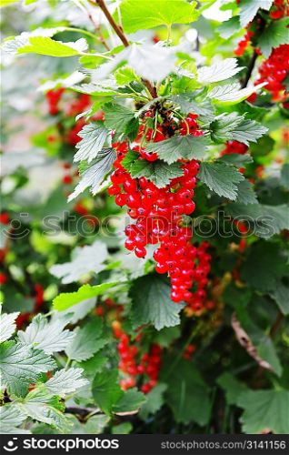 bunch ripe red currant on bush