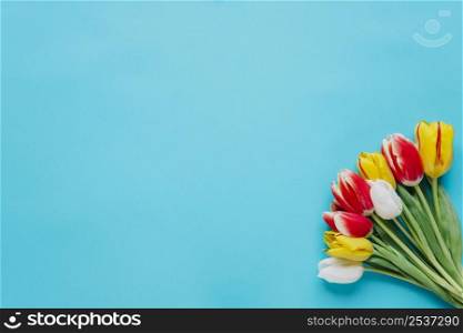 bunch tulips blue backdrop
