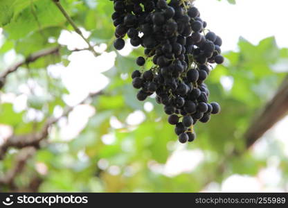 bunch with grapes and trees