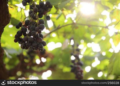 bunch with grapes and trees