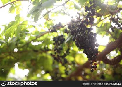 bunch with grapes and trees