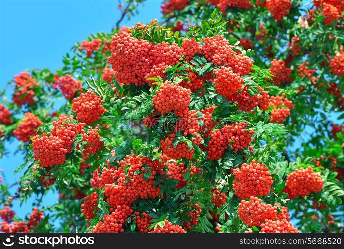 Bunches of a ripe mountain ash among green foliage against the blue sky. Red rowan.